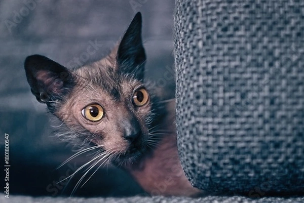 Fototapeta Cute Lykoi werewolf cat peeks out curiously from behind the sofa. Horizontal image. 