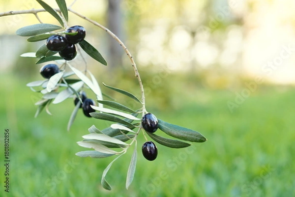 Obraz Ripe black olives on an olive branch