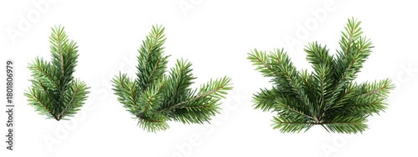 Obraz pine needles isolated on white background