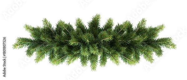 Obraz pine branch isolated on white background