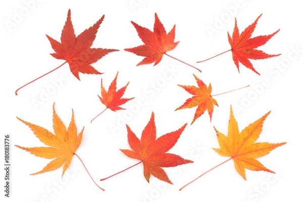 Fototapeta Japanese red yellow maple leaf isolated