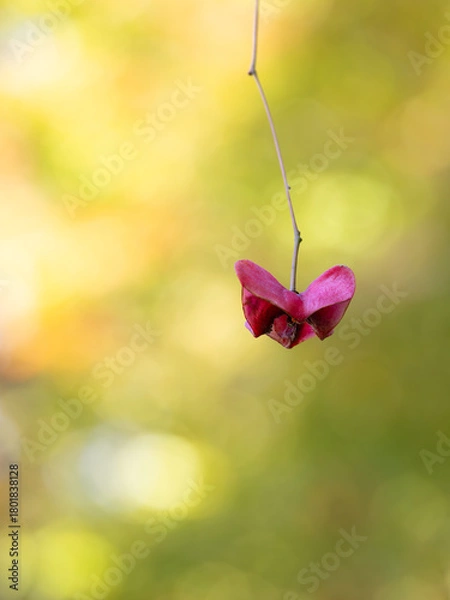 Obraz 真っ赤なフウリンツリバナの実