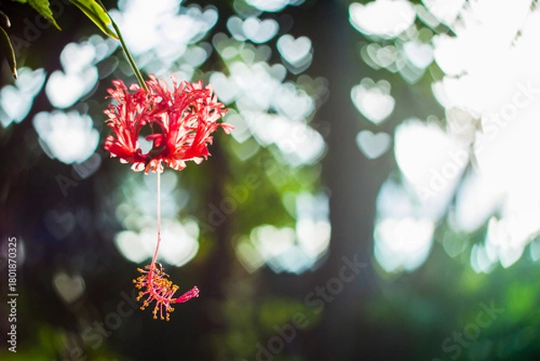 Obraz Flowers in Heart