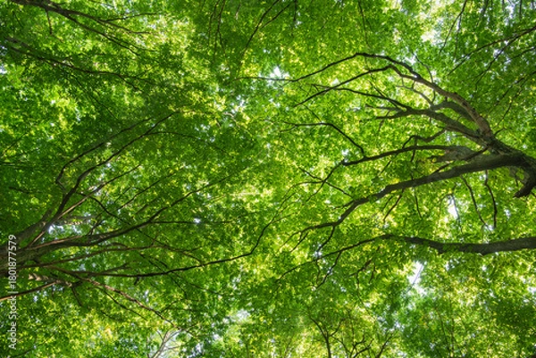 Obraz Sunlight in the green forest, spring time