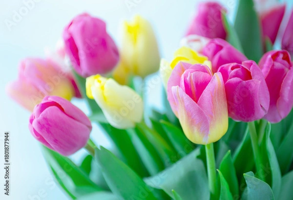 Obraz Mix of tulips flowers background