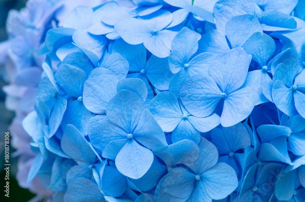 Obraz Blue Hydrangea background. Hortensia flowers surface.