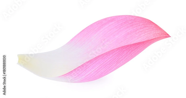 Fototapeta lotus isolated on white background.