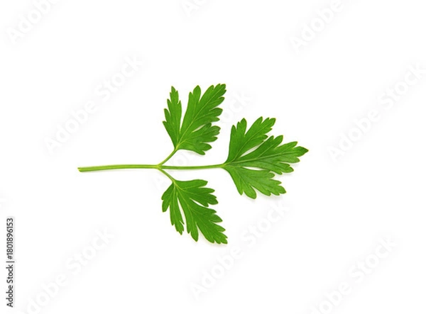Obraz Fresh parsley leaves on white background