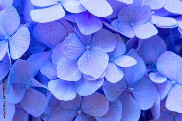 Obraz Blue Hydrangea background. Hortensia flowers surface.