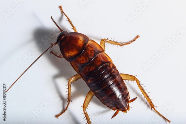 Obraz Cockroach brown on white background