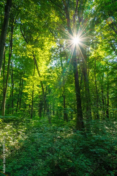 Fototapeta Sunlight in the green forest, spring time