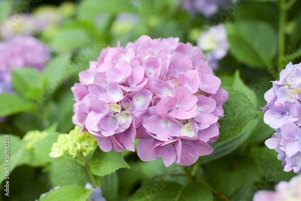 Fototapeta 紫陽花