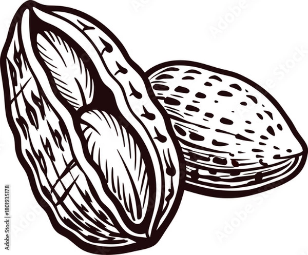 Obraz Vintage engraved drawing of almond nuts in shell and kernel isolated on white background