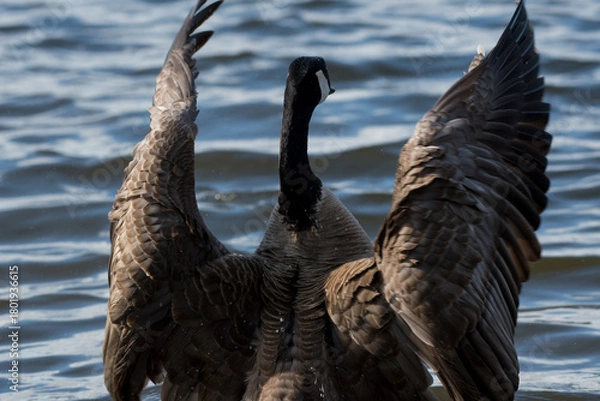 Fototapeta Canada Geese flapping their wings at a local park