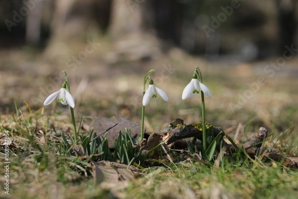Obraz Schneeglöckchen