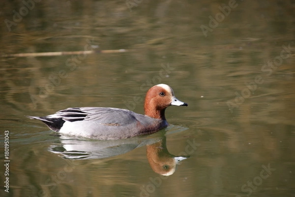 Obraz Männliche Pfeifente