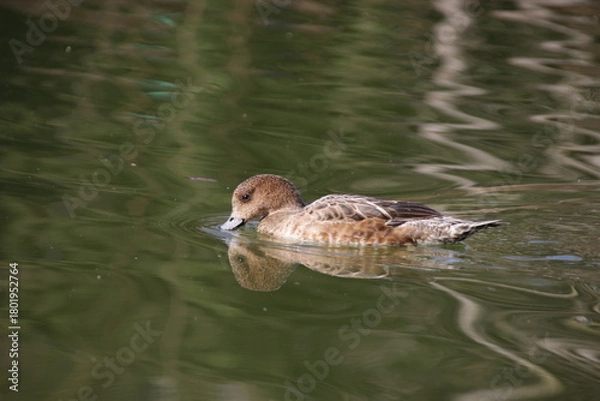 Obraz Weibliche Pfeifente