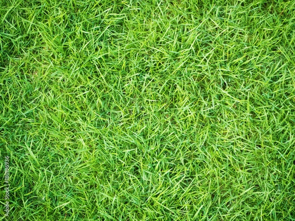 Fototapeta OLYMPUS DIGITAL CAMERA