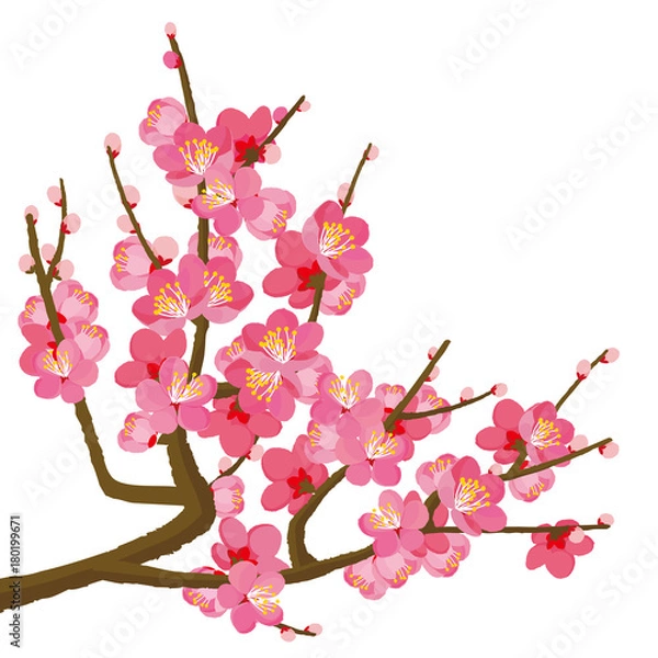 Obraz Ilustracja śliwki