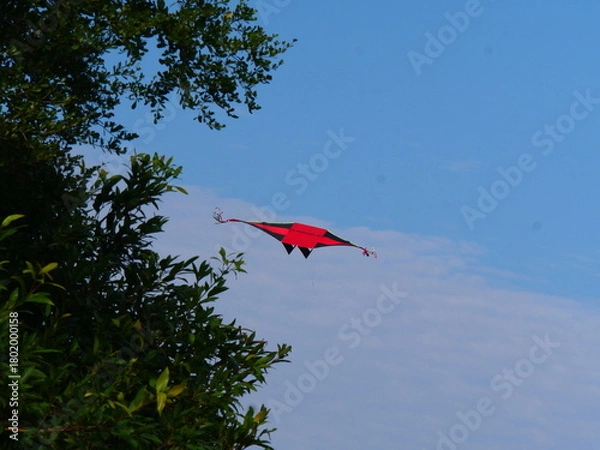 Obraz kite in the sky