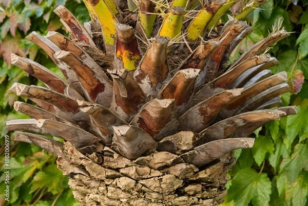 Fototapeta Plant list 2025 - Phoenix canariensis (Canary Island date palm)