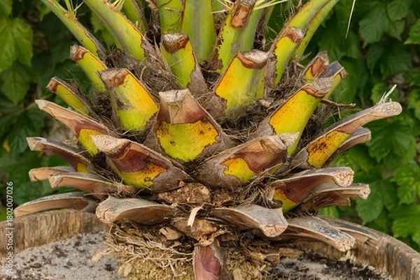 Fototapeta Plant list 2025 - Phoenix canariensis (Canary Island date palm)