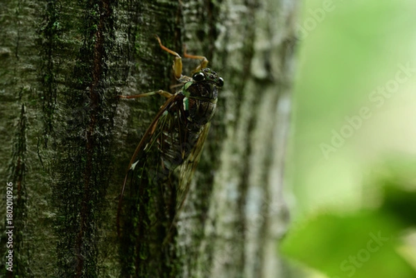 Obraz 涼しげな鳴き声のヒグラシ