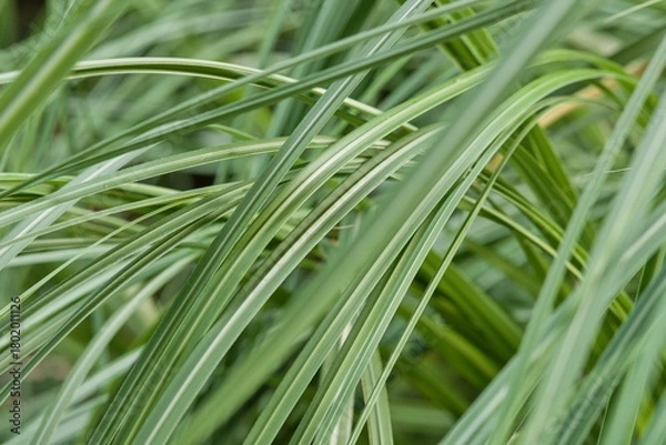 Fototapeta Plant list 2025 - Miscanthus sp. (Maiden grass)