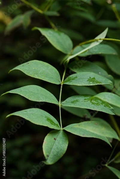 Fototapeta Plant list 2025 - Lathyrus laevigatus (Smooth pea)