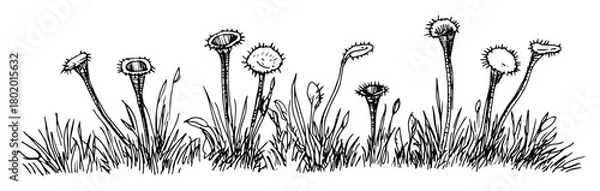 Fototapeta dandelion meadow plants vector sketch fine lines in ink engraving style