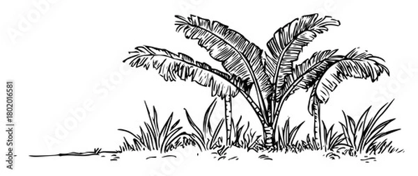 Fototapeta banana palm tree plant hand drawn doodle sketch vector laser engraving