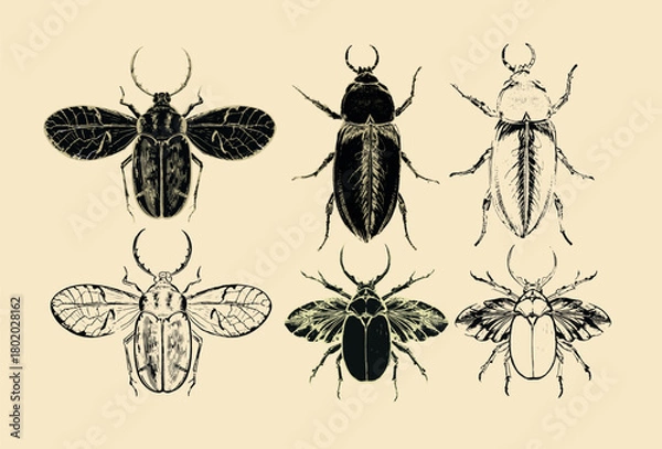 Fototapeta Beetle vector illustration ink