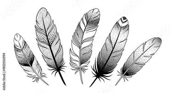 Fototapeta A collection of five detailed black and white illustrations of various feathers, showcasing intricate patterns and textures.