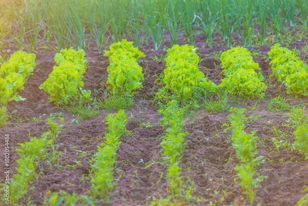 Obraz Vegetable bets with green oinons, salads, and dill; selective focus