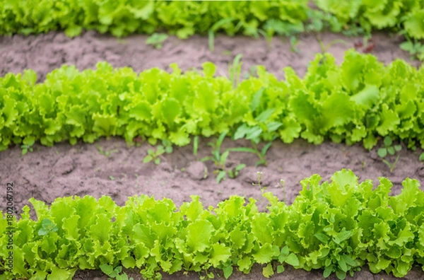 Obraz Ranks of green salad (lettuce) growing in the bed, selective focus
