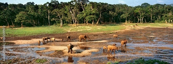 Fototapeta elephants