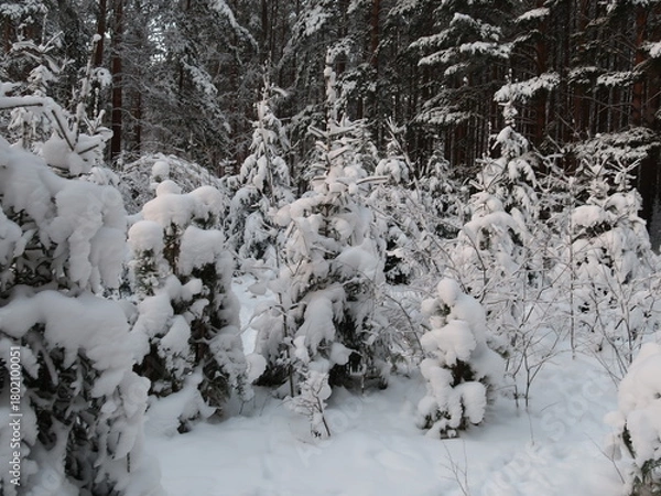 Fototapeta trees in snow