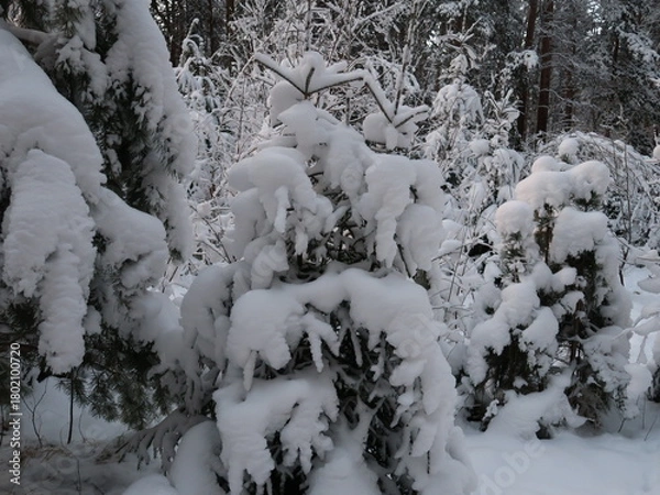 Fototapeta snow covered trees in winter