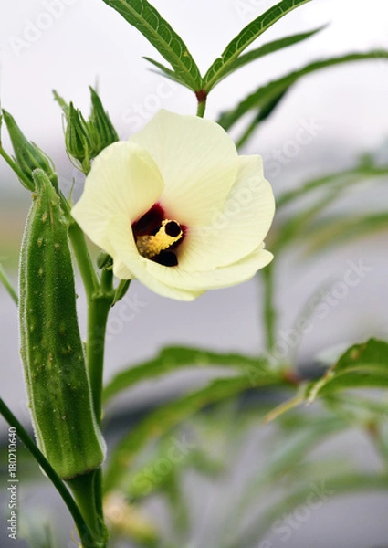 Fototapeta おくらの花