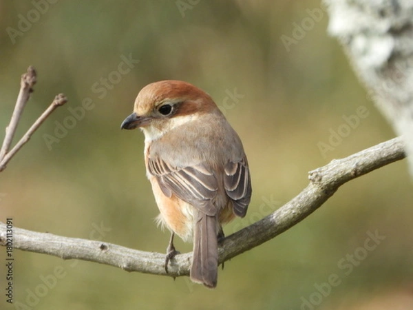 Obraz Brown Shrike, 枝に止まるモズの幼鳥
