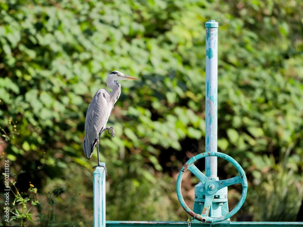 Obraz Grey Heron, 水門のハンドルに立つアオサギ