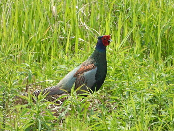 Obraz Japanese Pheasant, 緑の草むらに立つ国鳥キジ