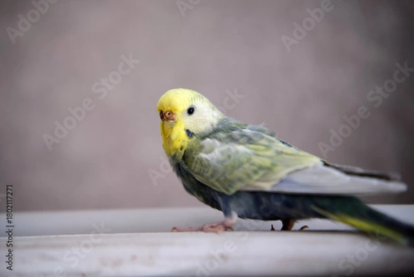 Fototapeta Rainbow budgerigar looking over shoulder