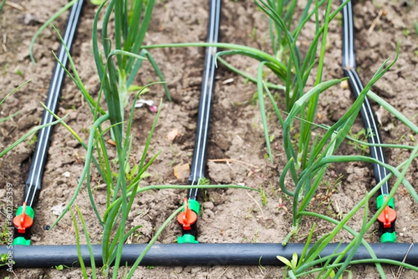Fototapeta Modern drip irrigation system in a garden bed, close-up
