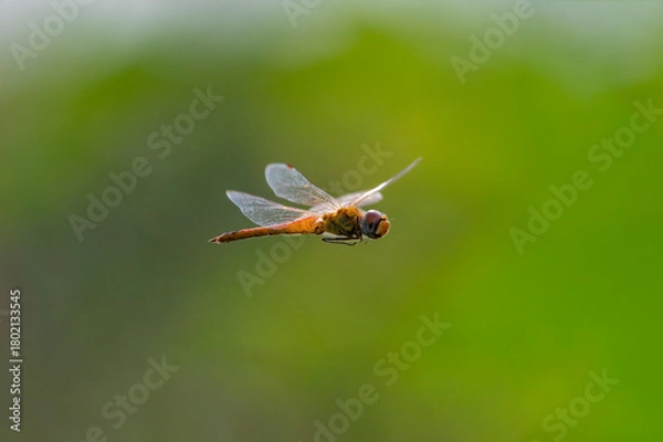 Fototapeta Flying orange dragonfly