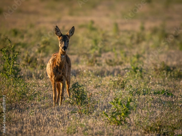 Obraz Young Roe Deer in the evening sun