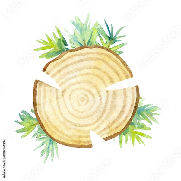 Obraz Watercolor slice of tree with wood texture and spruce branches isolated on a white background.
