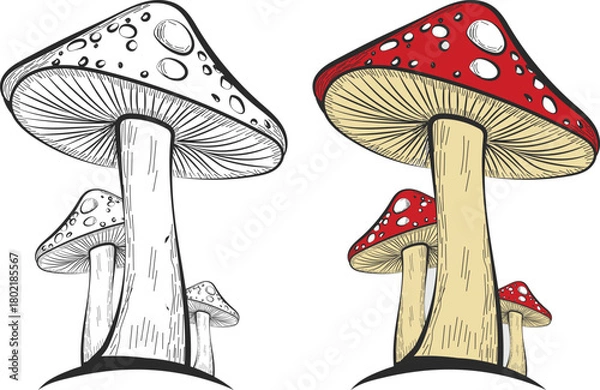 Obraz Hand-drawn mushroom sketch, drawing, outline, line art vector illustration