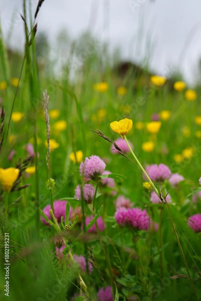 Obraz Wild summer meadow with yellow buttercups and pink clover flowers in soft natural light