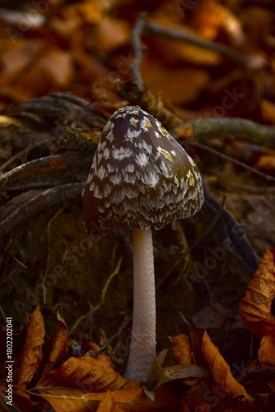 Obraz mushroom in autumn